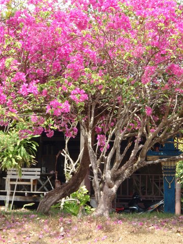 Bougainvillaea