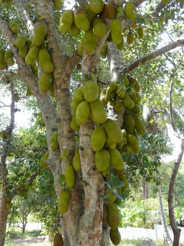 Jackfruit