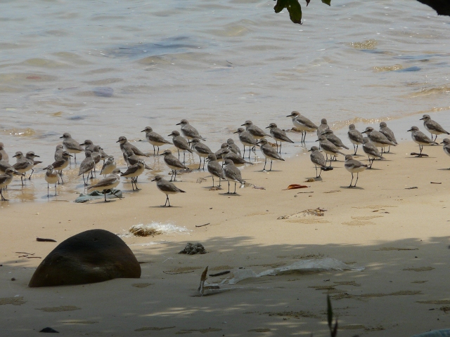 sandpipers