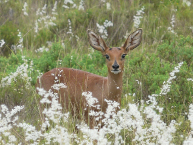 Cape-Grysbok-N