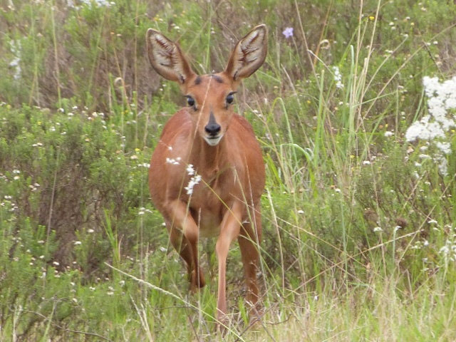 Cape-Grysbok