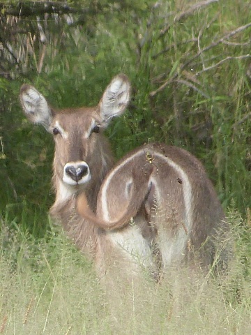 Waterbuck-ends