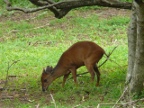 Blue-Duiker (221 KB)