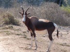 Bontebok (160 KB)
