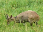 Bushbuck (228 KB)