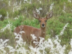Cape-Grysbok-N (204 KB)