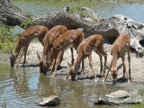 Impala-babies-drinking (209 KB)