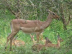 Impala-babies (225 KB)