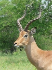 Impala-head (138 KB)