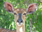 Nyala-face (219 KB)
