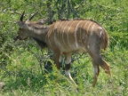 Nyala-male (225 KB)