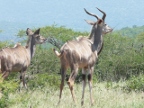 Nyala-pair (225 KB)