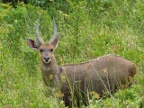 Nyala-young-male (248 KB)