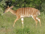 Nyala (238 KB)