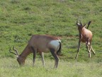 Red-Hartebeest-2 (158 KB)