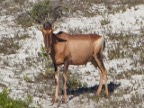 Red-Hartebeest (155 KB)
