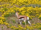 Springbok-2 (146 KB)