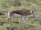 Springbok (143 KB)
