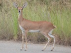 Steenbok-doe (144 KB)