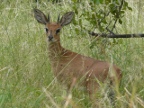 Steenbok-male (214 KB)