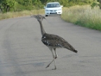 Bustard-Ostrich-Secretary-Fowl Index