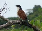Burchells-Coucal (175 KB)