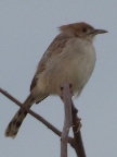 Cisticola-Levaillant (93 KB)