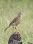 Cisticola-Rattling (75 KB)