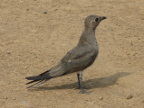 Collared-Pratincole1 (219 KB)