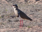 Lapwing-Crowned (145 KB)