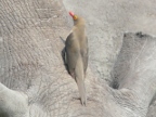 Cisticola-Starling-Oxpecker-Coucal-Lapwing Index