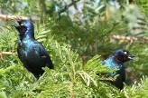 Starling-Cape-Glossy (195 KB)