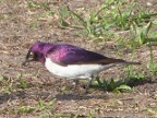 Starling-Violet-backed (168 KB)