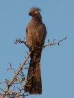 Dove-Shrike-Wagtail-Swallow-GoAway Index