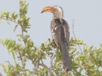 Hornbills Index