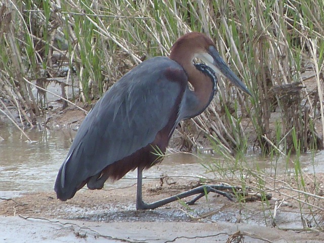 Goliath-Heron
