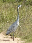 Black-headed-Heron (135KB)