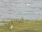 Flamingo-Heron-Crocs (189 KB)