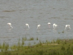 Flamingos-Crocs (190KB)