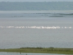 Flamingos (188 KB)