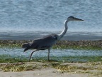 Grey-Heron (139KB)