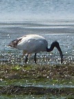 Sacred-Ibis (92 KB)