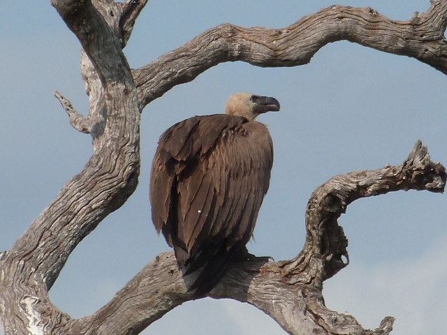 White-backed-Vulture