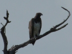 Raptors Index