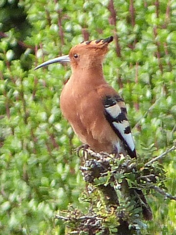Hoopoe