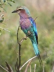 Roller-Weaver-Quela Index