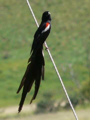 Long-tailed-Widowbird