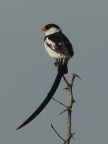 Pin-tailed-Whydah