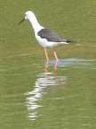 Black-winged-Stilt (88 KB)