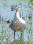 Duck-Comb (99 KB)